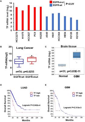 mTOR Promotes Tissue Factor Expression and Activity in EGFR-Mutant Cancer